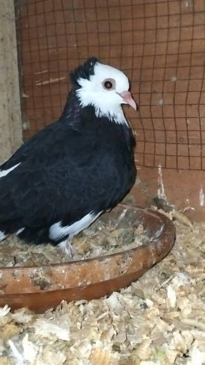 Black Mukhi Pigeon