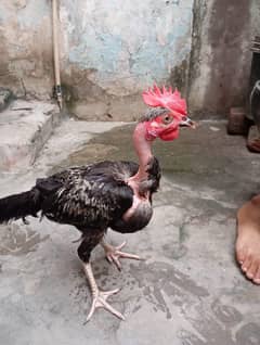 Murga For Sale 1500