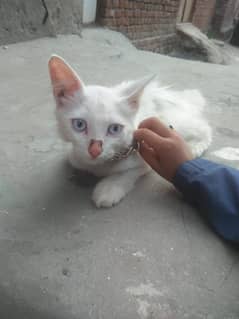 cat reshan