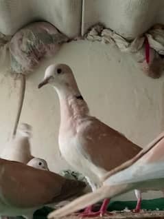DOVE IS LOVE