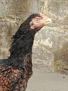 aseel shajri murgi with 3 chicks
