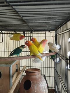 Lovebirds for Sale
