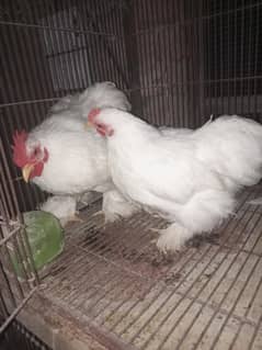 White Bantam Pair