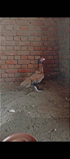 aseel pair