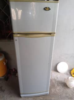 Fredge  Medium size