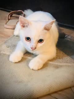 Persian