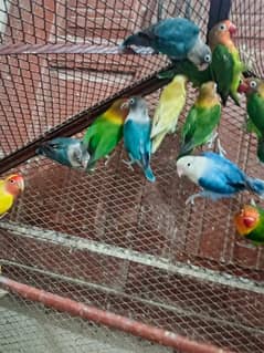 bird's lovers