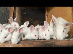 Rabbits