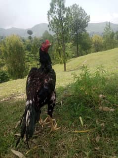 murga