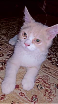 Assalamu Alaikum Farsi and breed Hai Yeh