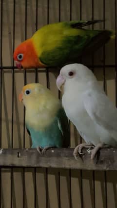 healthy and active albino red eye