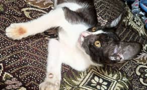 female kitten