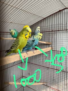 Exi + Bugies Males For sale