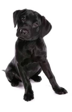 American labrador | Labra | Imported Dog | Puppy | Black Labra
