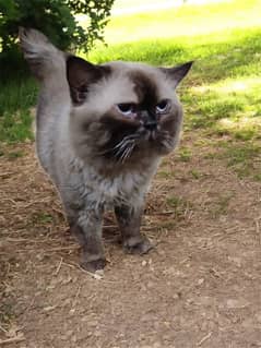Healthy male Persian cat for sale litter trained