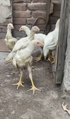 White Aseel heera chiks for sale age 4 month