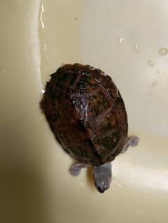 turtule