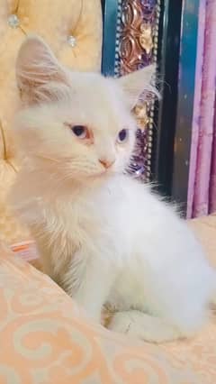 persian