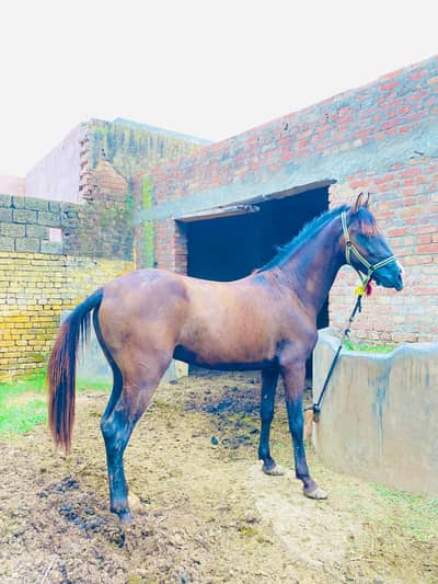 wachera for sale ha boht achi bloodline ha 24 month age ha