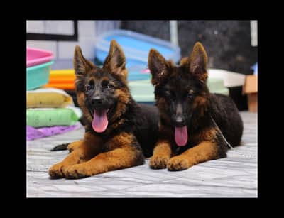 German Shepherd | GSD | Dog | German Shephard for sale