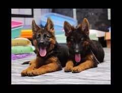 German Shepherd | GSD | Dog | German Dog 03004155886