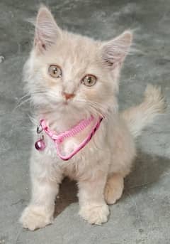 Persian cat triple code 2 month kitten