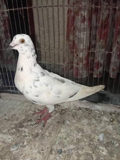 pigeon
