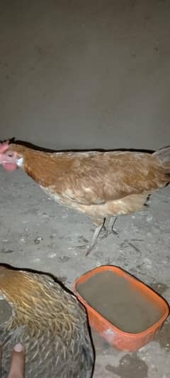 hen for sell