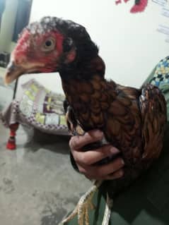 Aseel hen and duck  for sale 03256365873