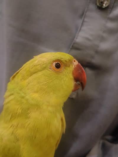 raw bird