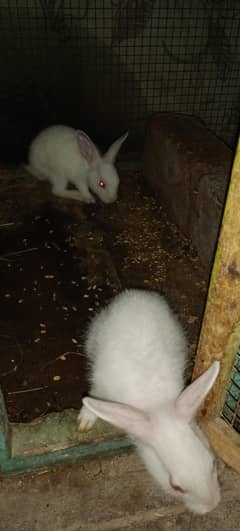 red eyes rabbit babies active and beautiful white