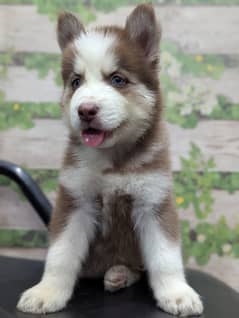 Serbian Husky