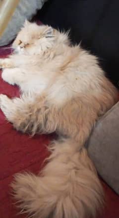 cat for sale