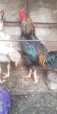 Aseel Murga my whatsapp 03009425275
