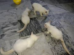 Kitten for Sale