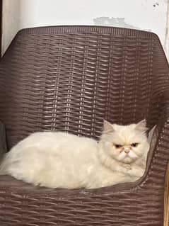white percian cats male and females blue eyes