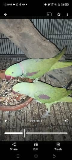 breeder pair one time breed