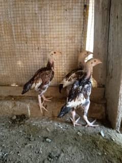 aseel chicks