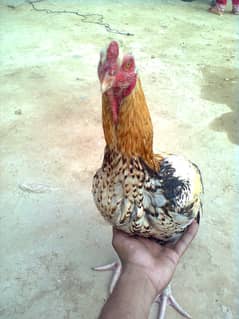it