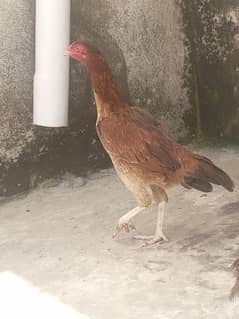 pewar aseel chuzy