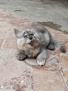 Pursian Male kitten