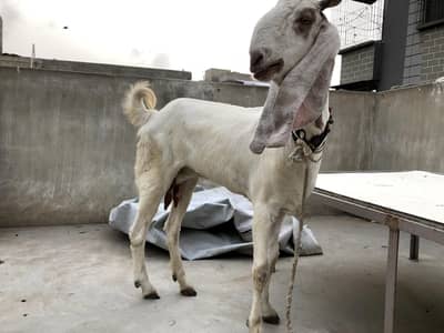 doodh