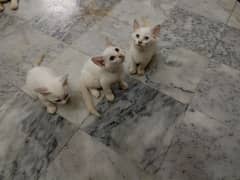 Kitten for Sale
