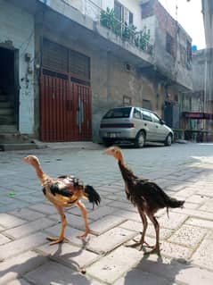 Aseel pair