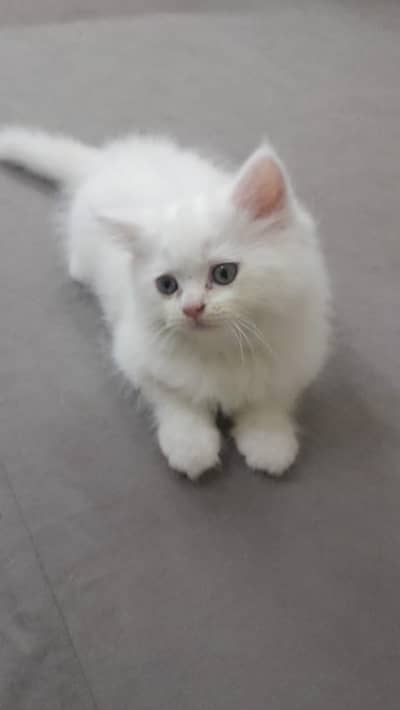 3 months trained kitten