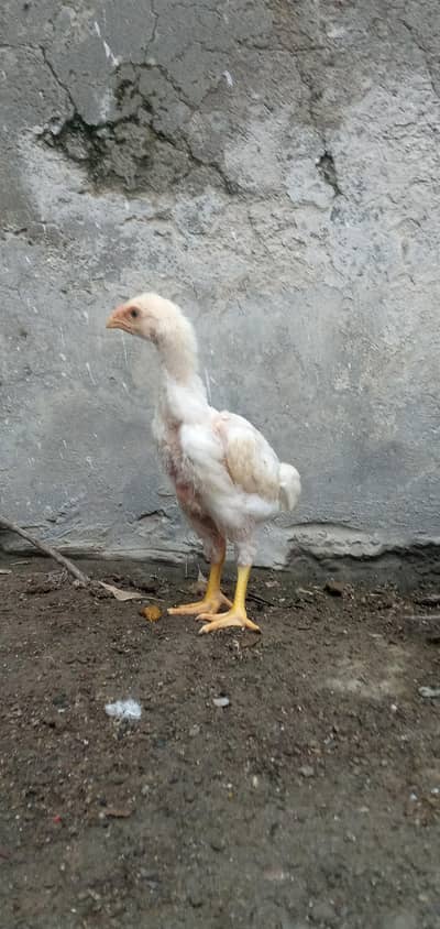 White O Shamo Chicks