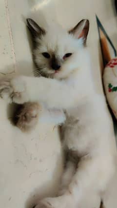 Siamese