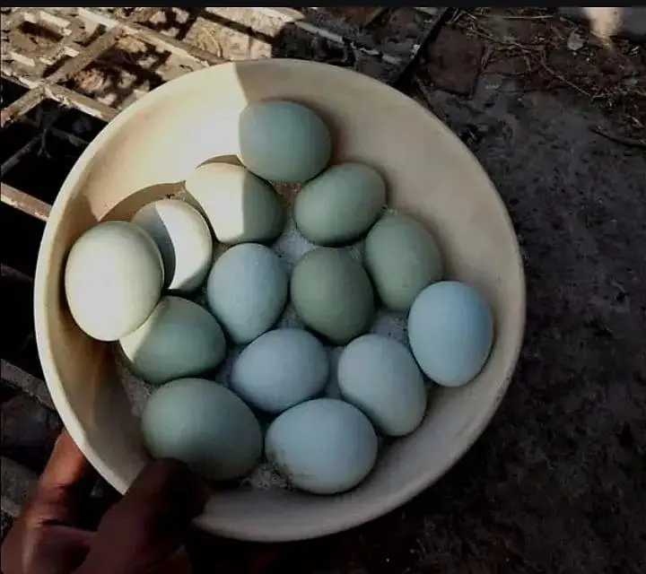 Eggs/Ameraucana Blue & green Fertilized eggs & chiks avail 03367349141 — photo 3