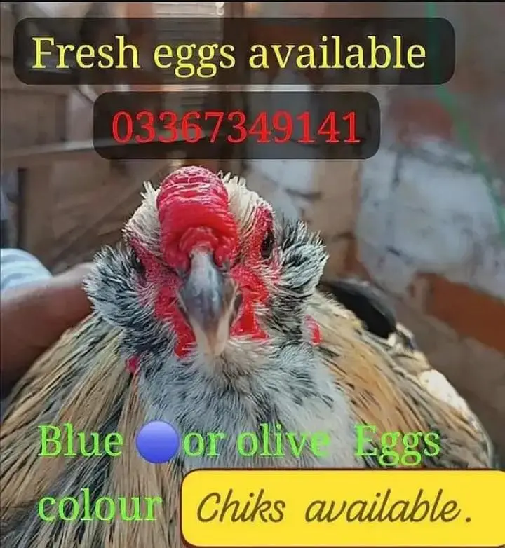 Eggs/Ameraucana Blue & green Fertilized eggs & chiks avail 03367349141 — photo 7