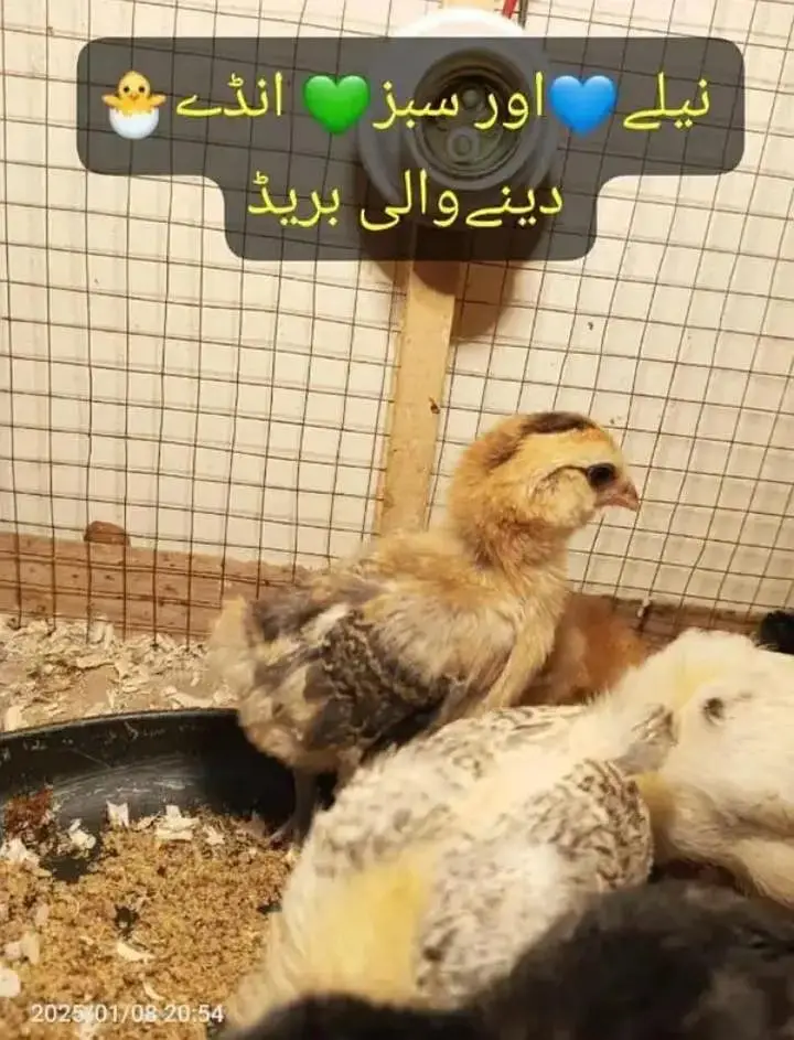 Eggs/Ameraucana Blue & green Fertilized eggs & chiks avail 03367349141 — photo 8